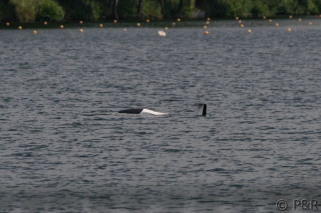 SAW_2012_0136.jpg