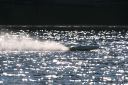 SAW_2012_0790.jpg