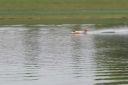 RC_SAW_Muenchen_201600000284.JPG